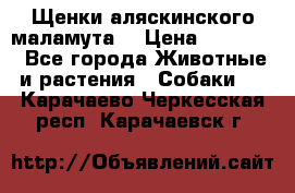 Щенки аляскинского маламута  › Цена ­ 15 000 - Все города Животные и растения » Собаки   . Карачаево-Черкесская респ.,Карачаевск г.